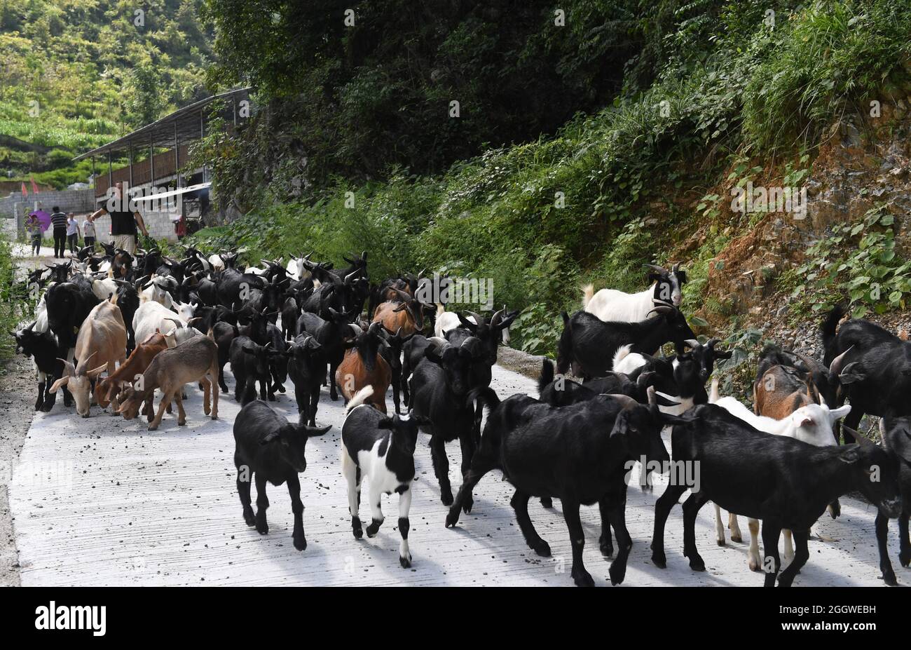 Du'an, région autonome du Guangxi Zhuang en Chine. 3 septembre 2021. Un villageois harde des moutons dans le village chihua du'an Yao Autonomous County, région autonome du Guangxi Zhuang, au sud de la Chine, 3 septembre 2021. Le gouvernement du comté a soutenu l'industrie ovine comme un pilier économique, avec plus de 480,000 moutons reproducteurs. Crédit: Lu Boan/Xinhua/Alay Live News Banque D'Images