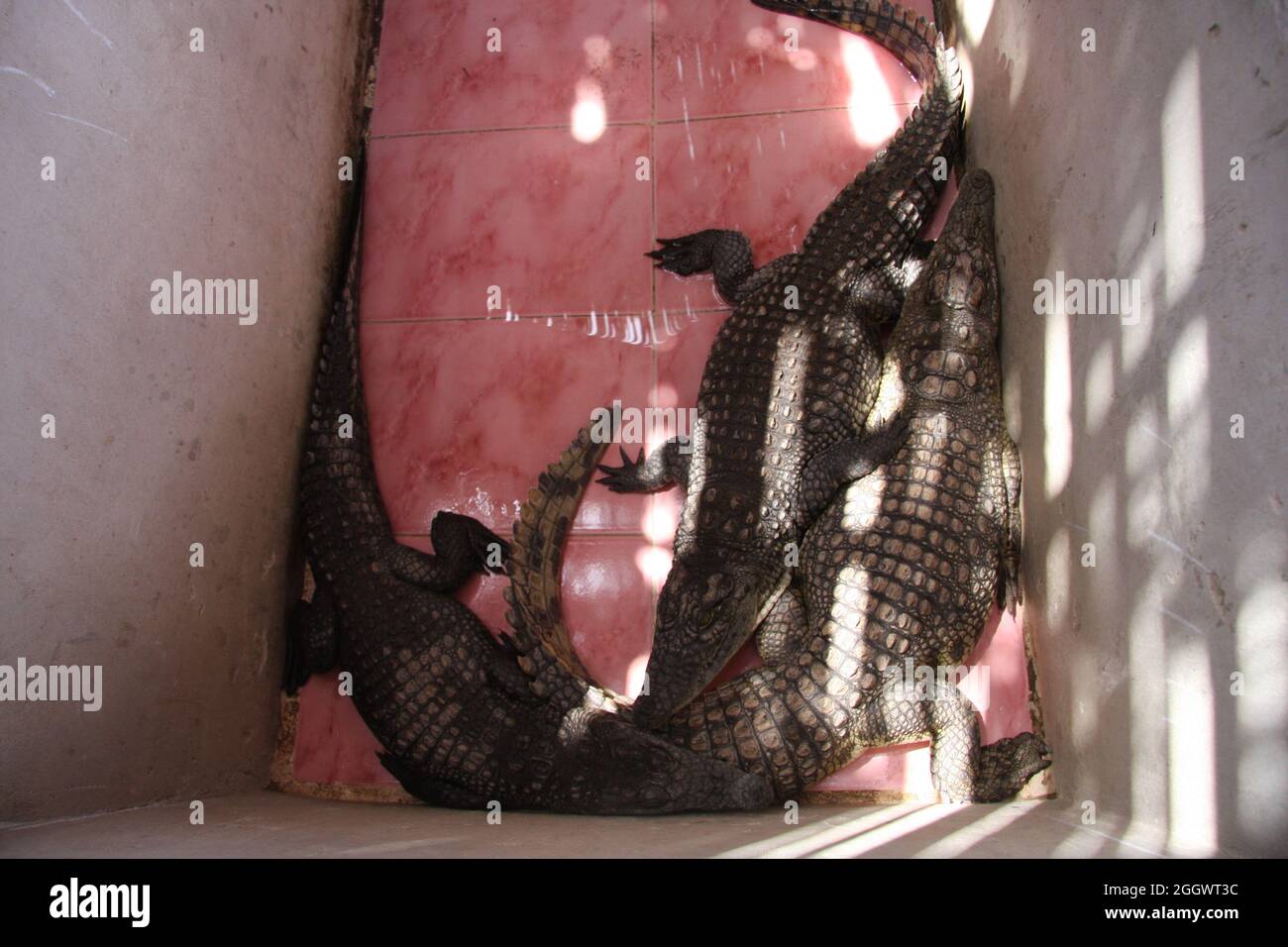 crocodile caiman equateur petits flétries pérou petit crocodile caiman absorbant la chaleur grenée dans la nature dans le bassin amazonien en equateur crocodile caiman Banque D'Images