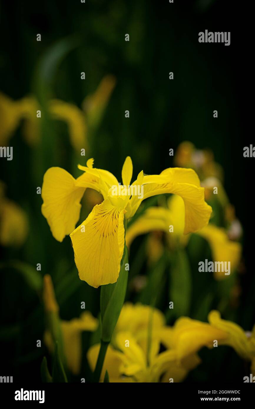 Drapeau jaune Iris pseudo-iris. Banque D'Images