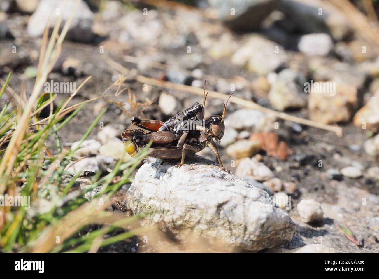 Podisma Pèdestris, une espèce de sauterelle à courtes cornes, dans la chaîne de montagnes Hohe Tauern, Autriche Banque D'Images
