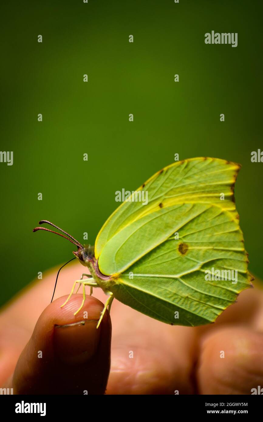 papillon sur le doigt. papillon de brimstone commun (gonepteryx rahmni) Banque D'Images