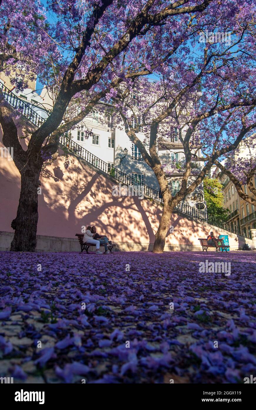 Une petite place à Lisbonne couverte de fleurs de jacaranda et d'arbres en fleurs à une heure d'or - Lisbonne, Portugal, vertical, Jacaranda mimosifolia Banque D'Images