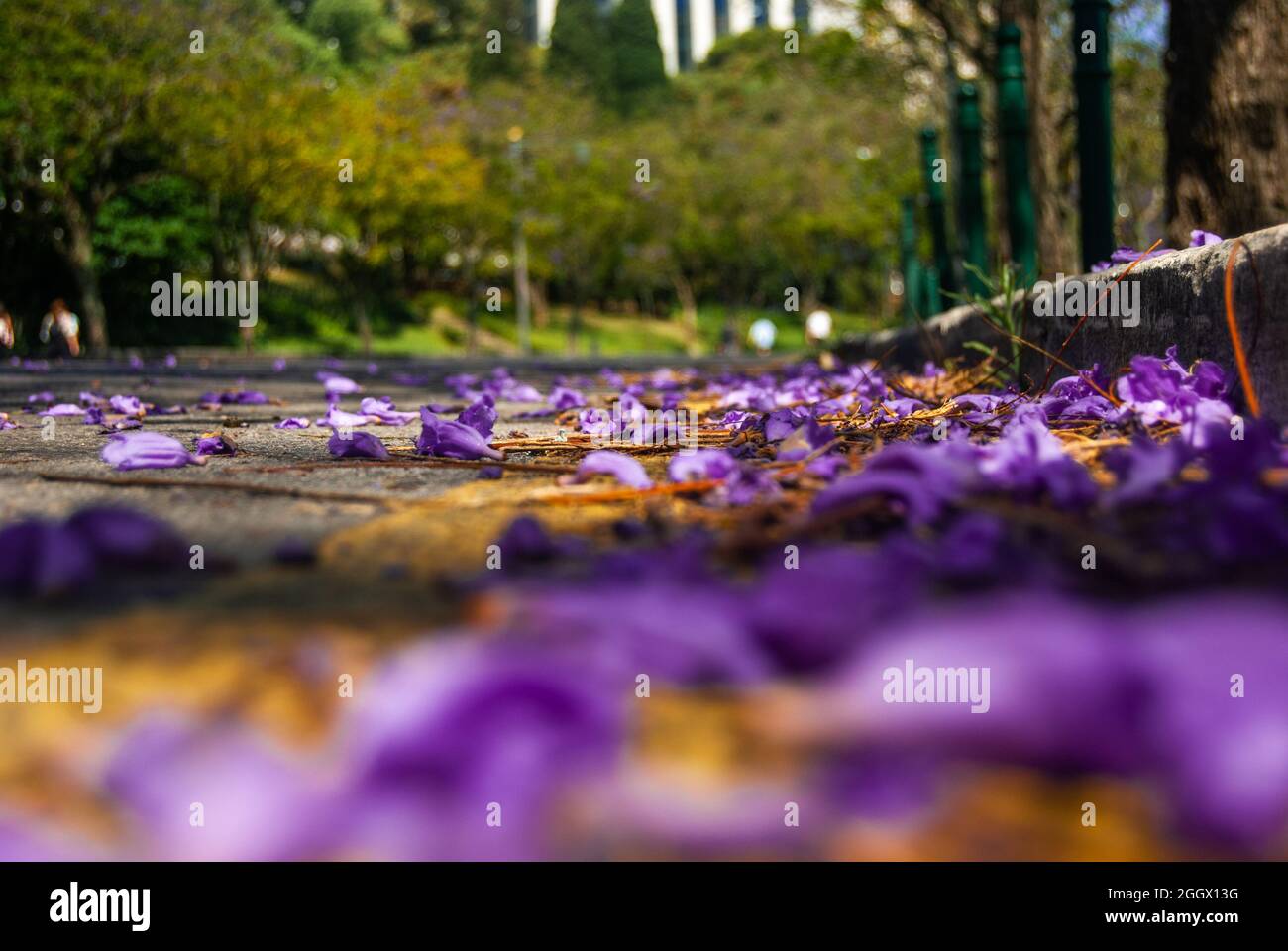 Gros plan de fleurs de jacaranda violet tombé sur un marquage jaune de route et un fond urbain - Macro shot, Selective Focus Banque D'Images