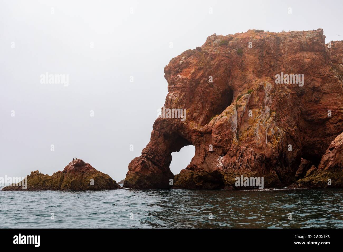 Formation rocheuse de Elephant Head, dans l'île de Berlenga Grande, archipel de Berlengas, Portugal. Banque D'Images