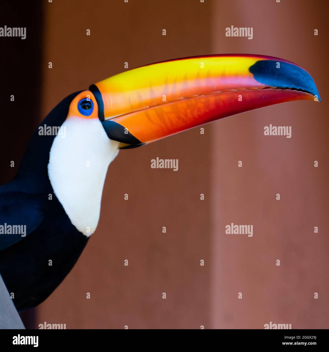 Toucan dans la forêt brésilienne. Photographié Dans L'État D'Espirito Santo, Au Brésil. Banque D'Images