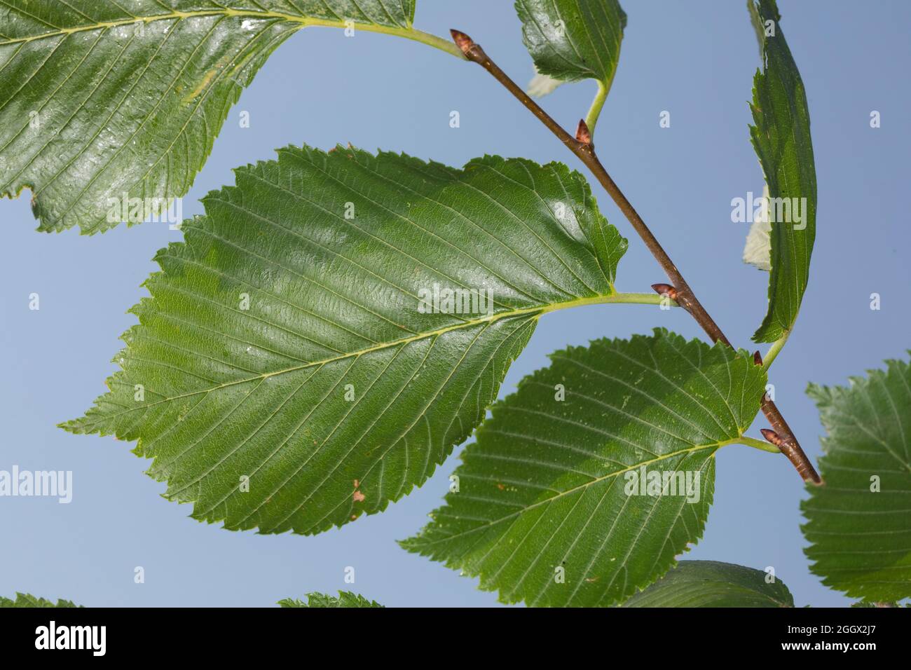 Flatterulme Flatter-Ulme, Ulme, Flatterrüster, Blatt, Ulmus laevis, Blätter, Ulmus, effusa, l'orme, de l'orme, la diffusion de l'Orme, Fédération de Banque D'Images