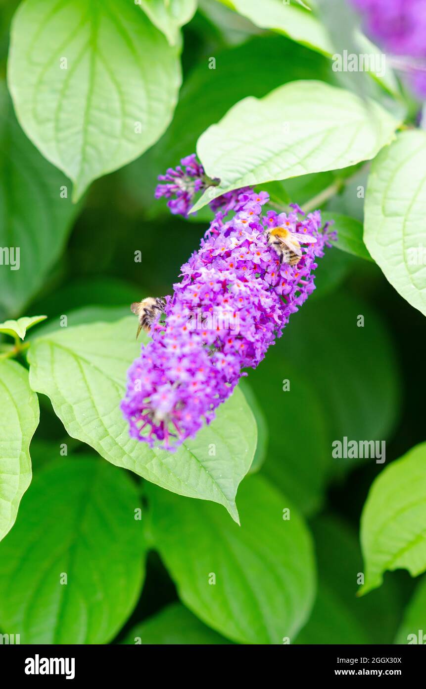 Budieia fleur avec les abeilles Banque D'Images