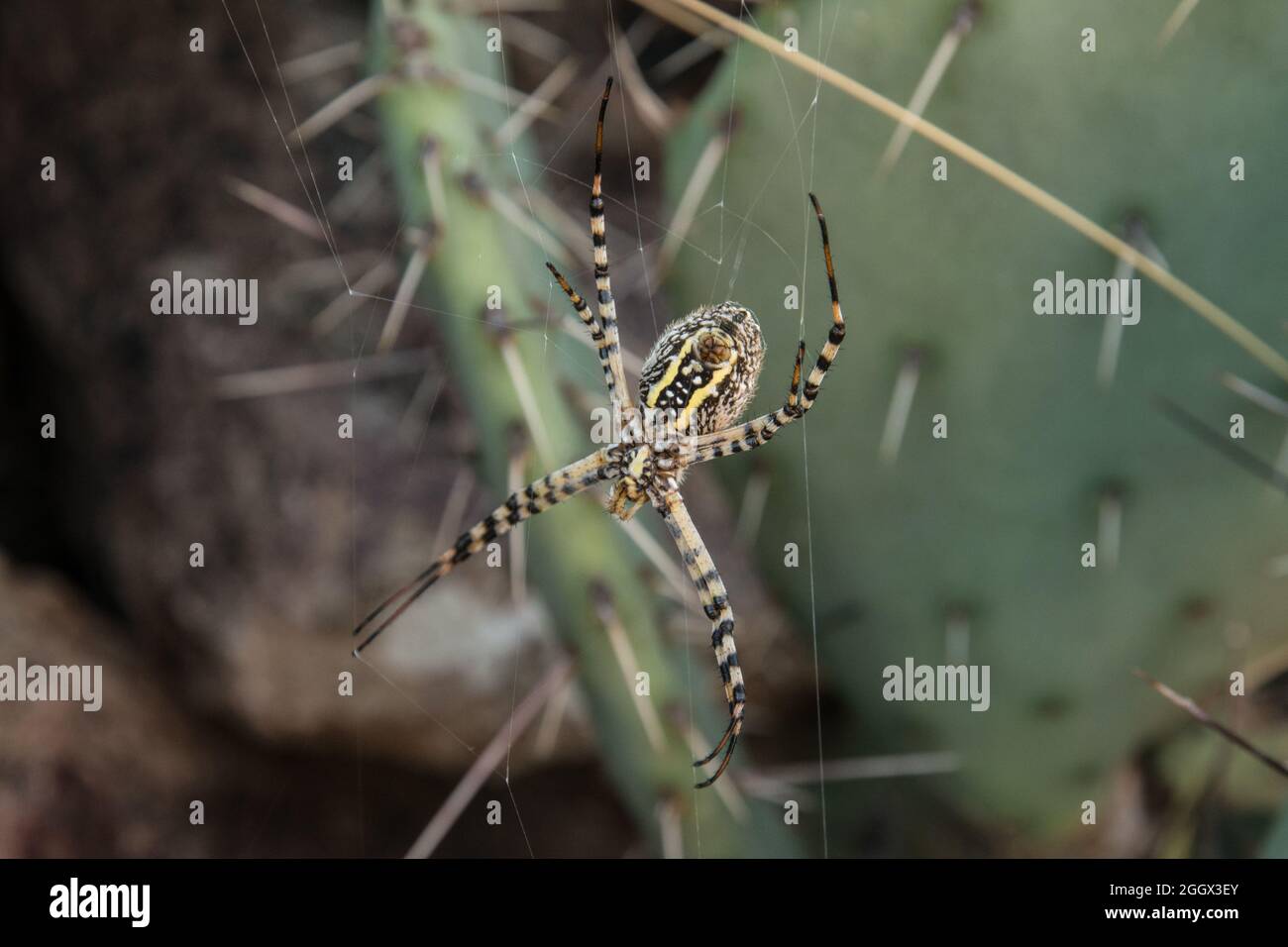 Araignée de jardin noire et jaune Banque de photographies et d’images à haute résolution Alamy