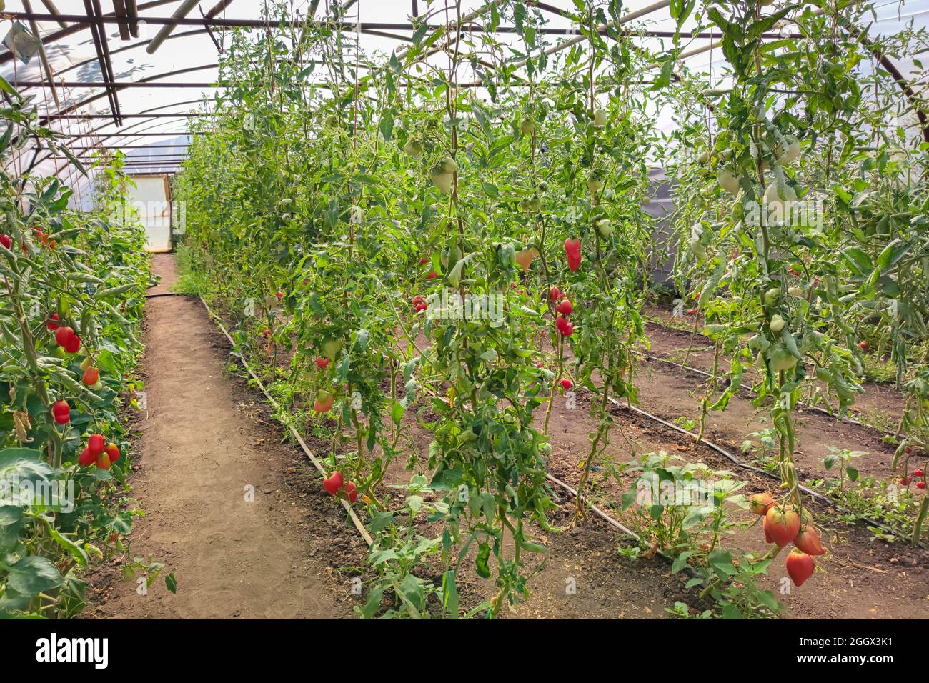 Grande serre avec des plants de tomate fruitiers en rangées Banque D'Images