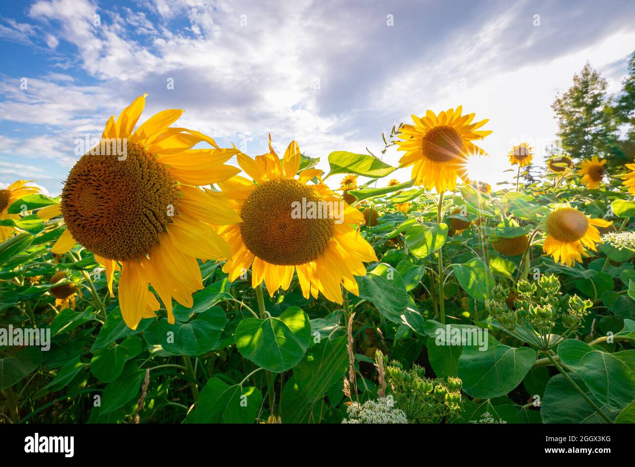 Des tournesols dynamiques dans un champ en haute-Autriche sous un ciel partiellement nuageux Banque D'Images