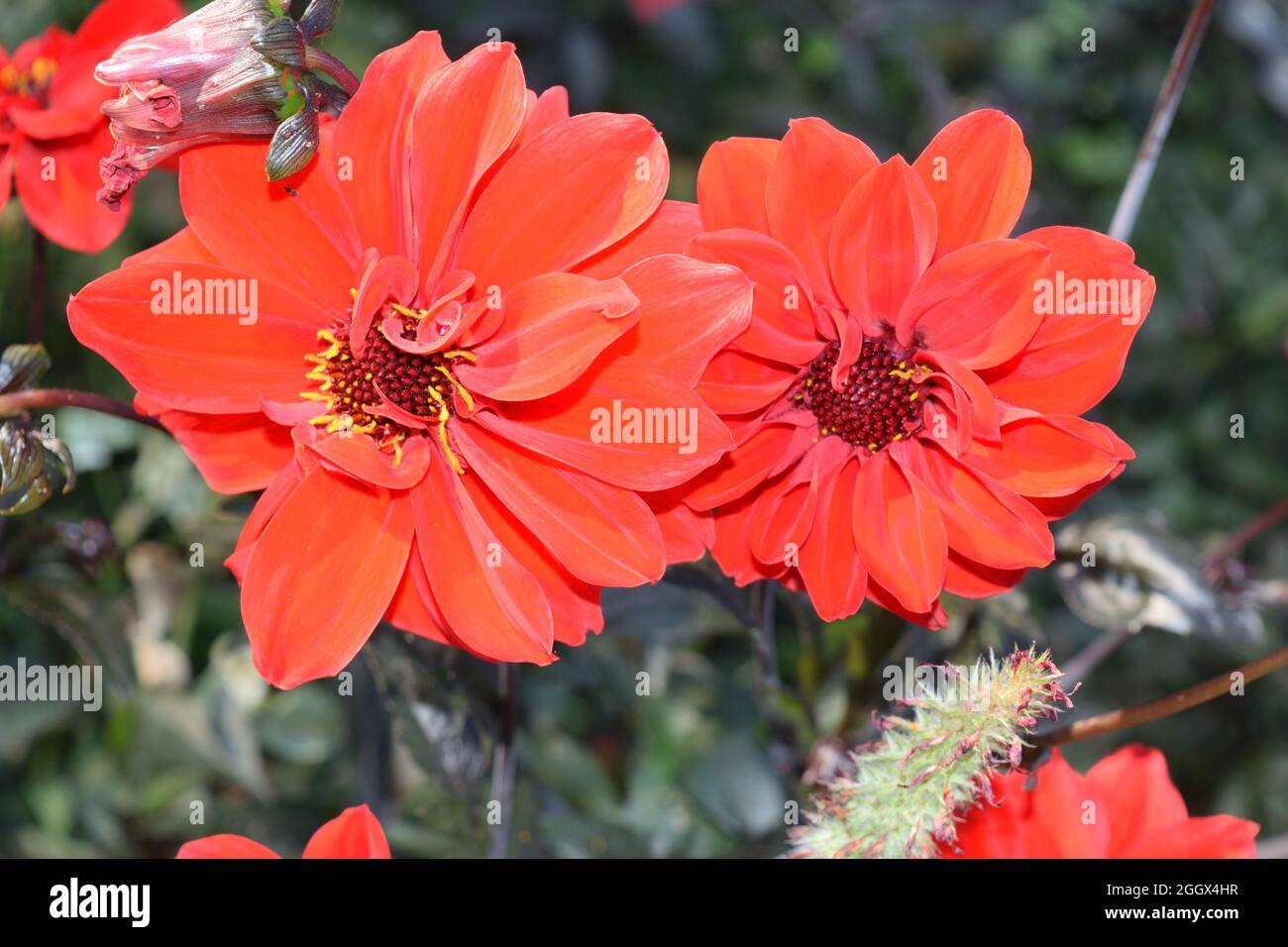 Type Dahlia évêque de Llandaff. Deux fleurs rouges simples avec des centres sombres. Banque D'Images