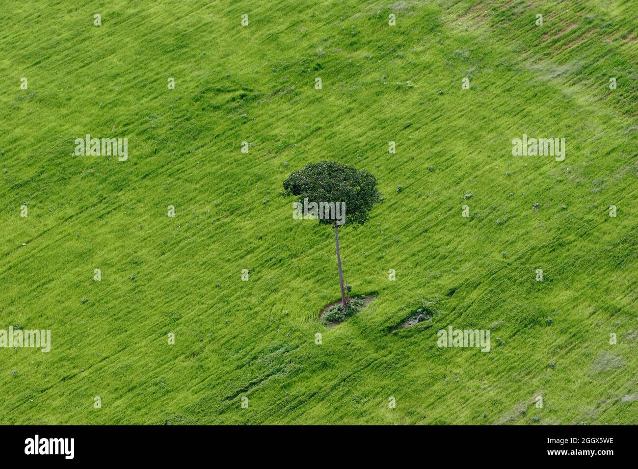 Plantation de soja dans la forêt tropicale amazonienne, isolé arbre à noix du Brésil condamné à mort. Banque D'Images