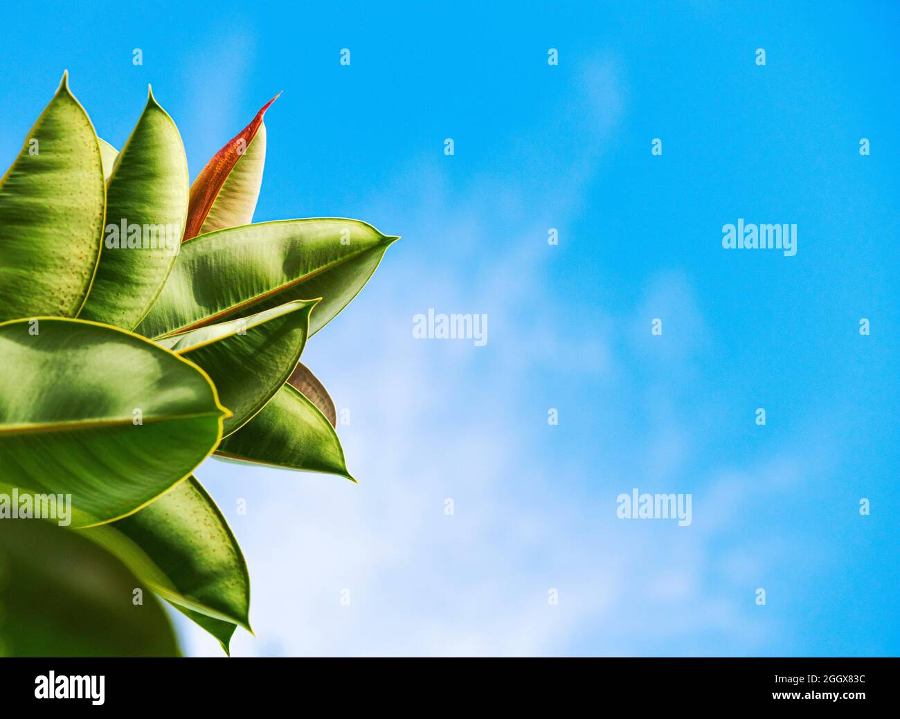 Branche avec de grandes feuilles ovales de ficus sur un fond bleu ciel à l'extérieur. Fond floral naturel avec plante exotique poussant dans un jardin ou un parc dans Banque D'Images