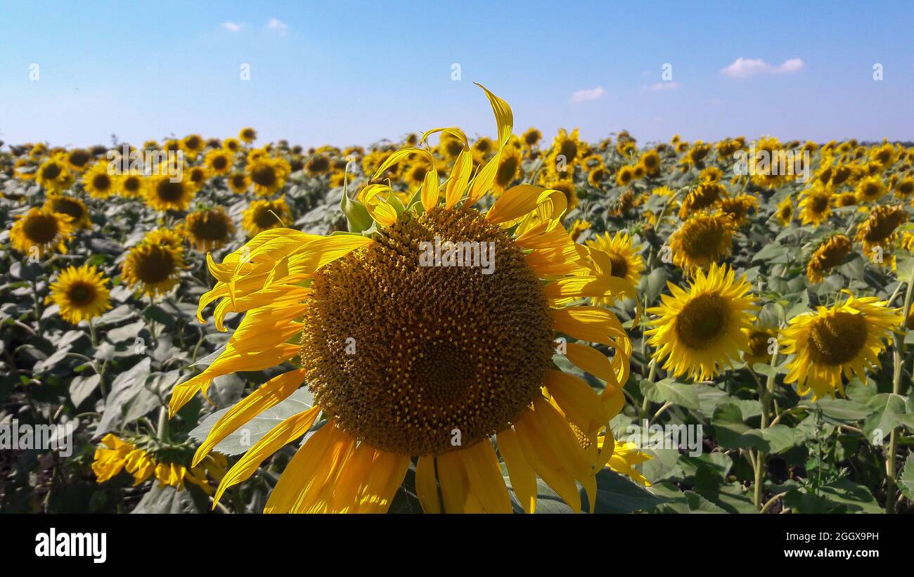 Un grand champ de tournesols et en premier plan le plus grand tournesol. Ciel bleu en arrière-plan Banque D'Images