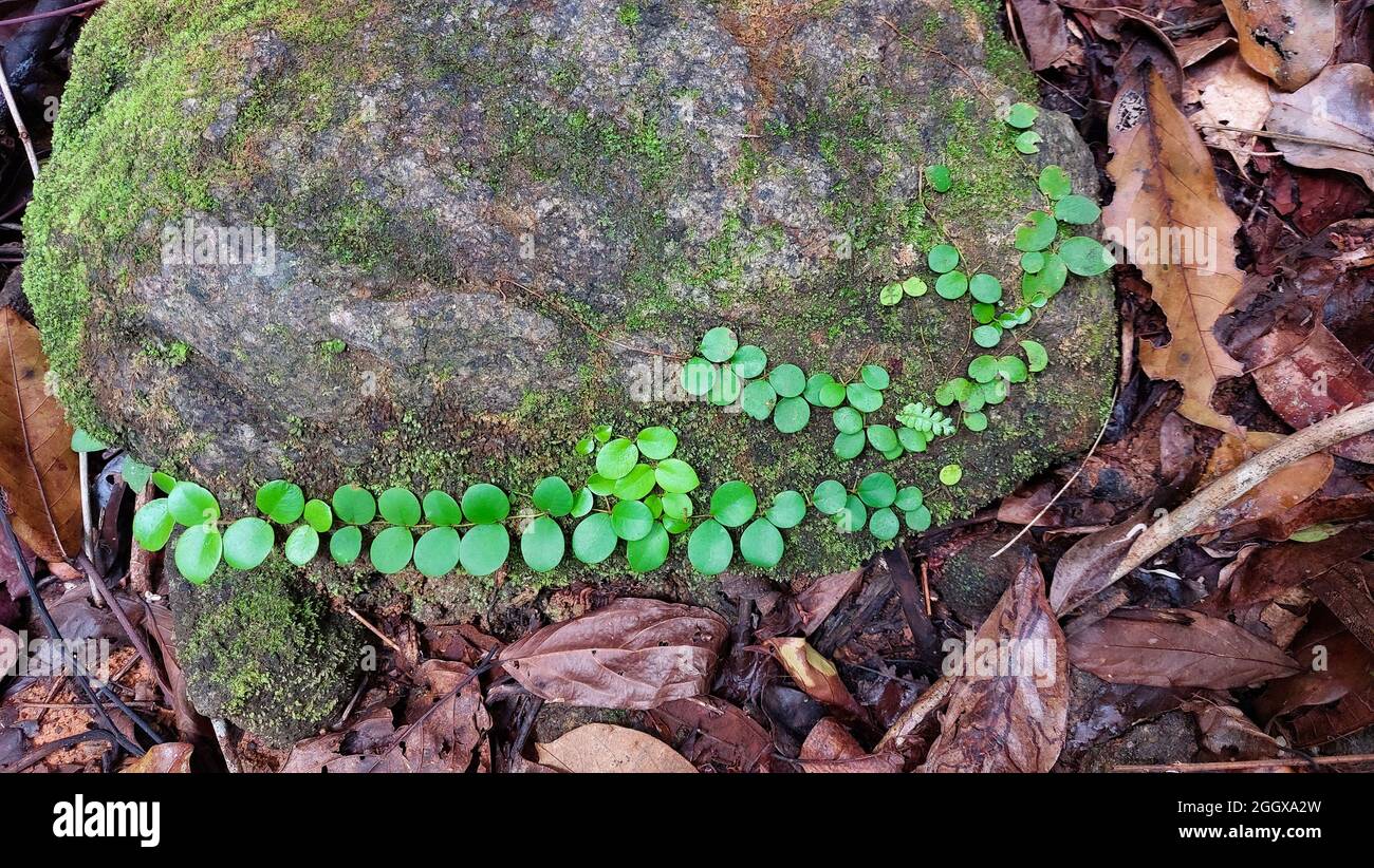 Une plante de Creeper vert recouverte de pierre et de mousse sur de vieilles feuilles sales dans la forêt Banque D'Images