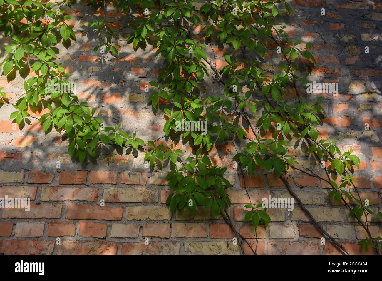 Les raisins verts en forme de curly serpentent sur un vieux mur de briques brunes, reflétant dans le soleil et les ombres Banque D'Images