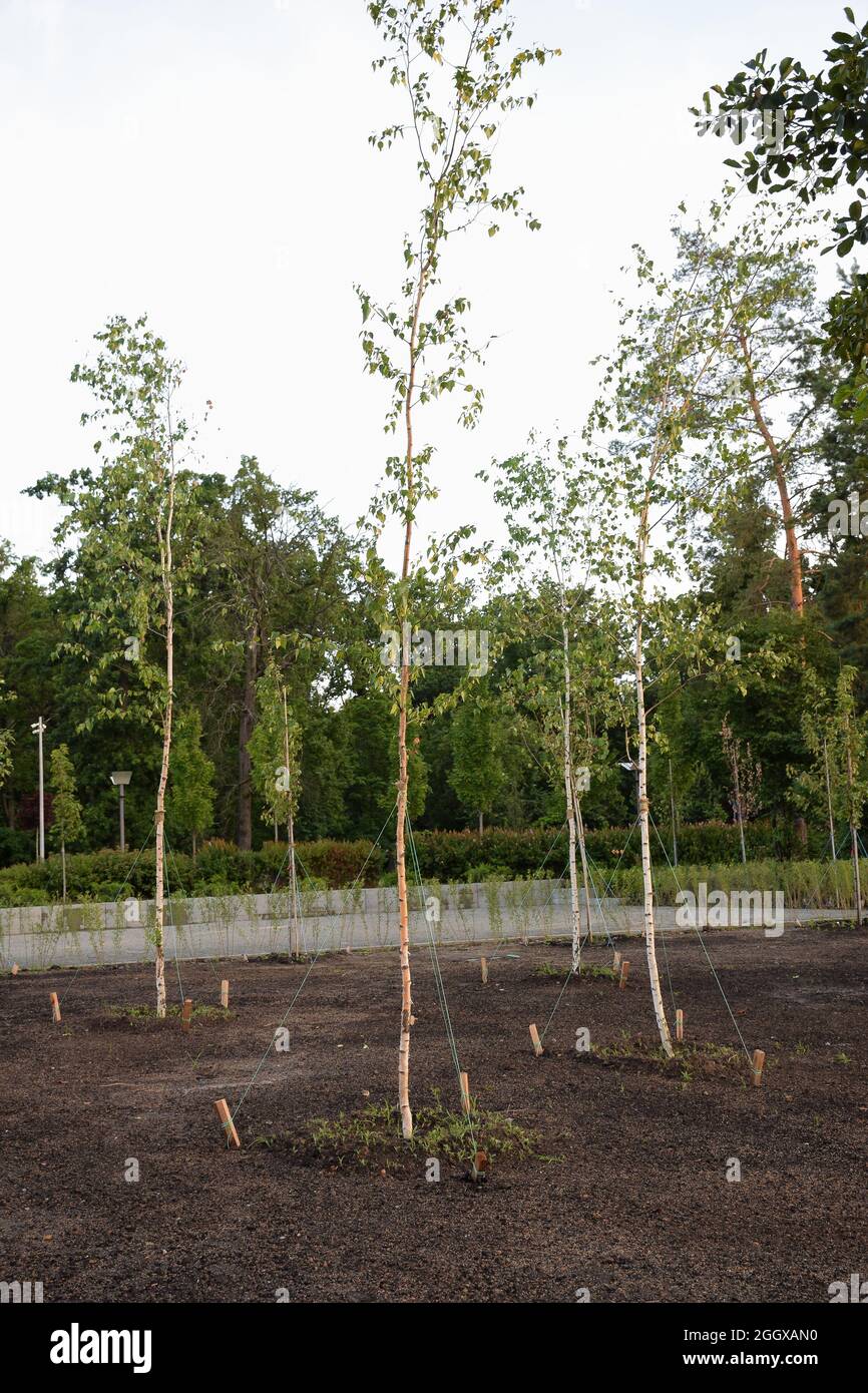 Plusieurs nouveaux jeunes arbres dans un parc d'été, plantés sur des terres cultivées Banque D'Images