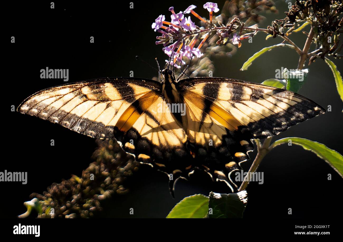 Monarque papillon pollinise une fleur Banque D'Images