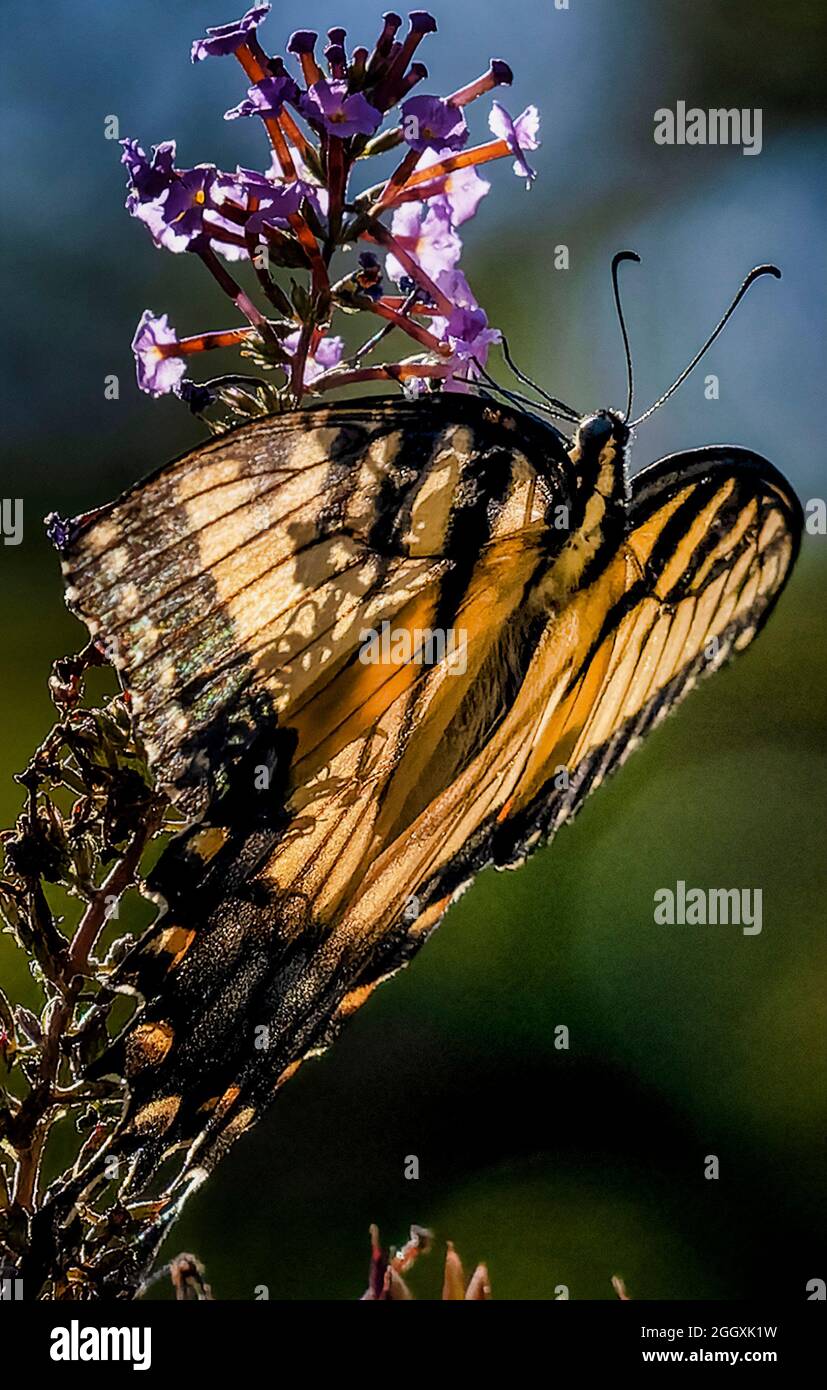 Monarque papillon pollinise une fleur Banque D'Images