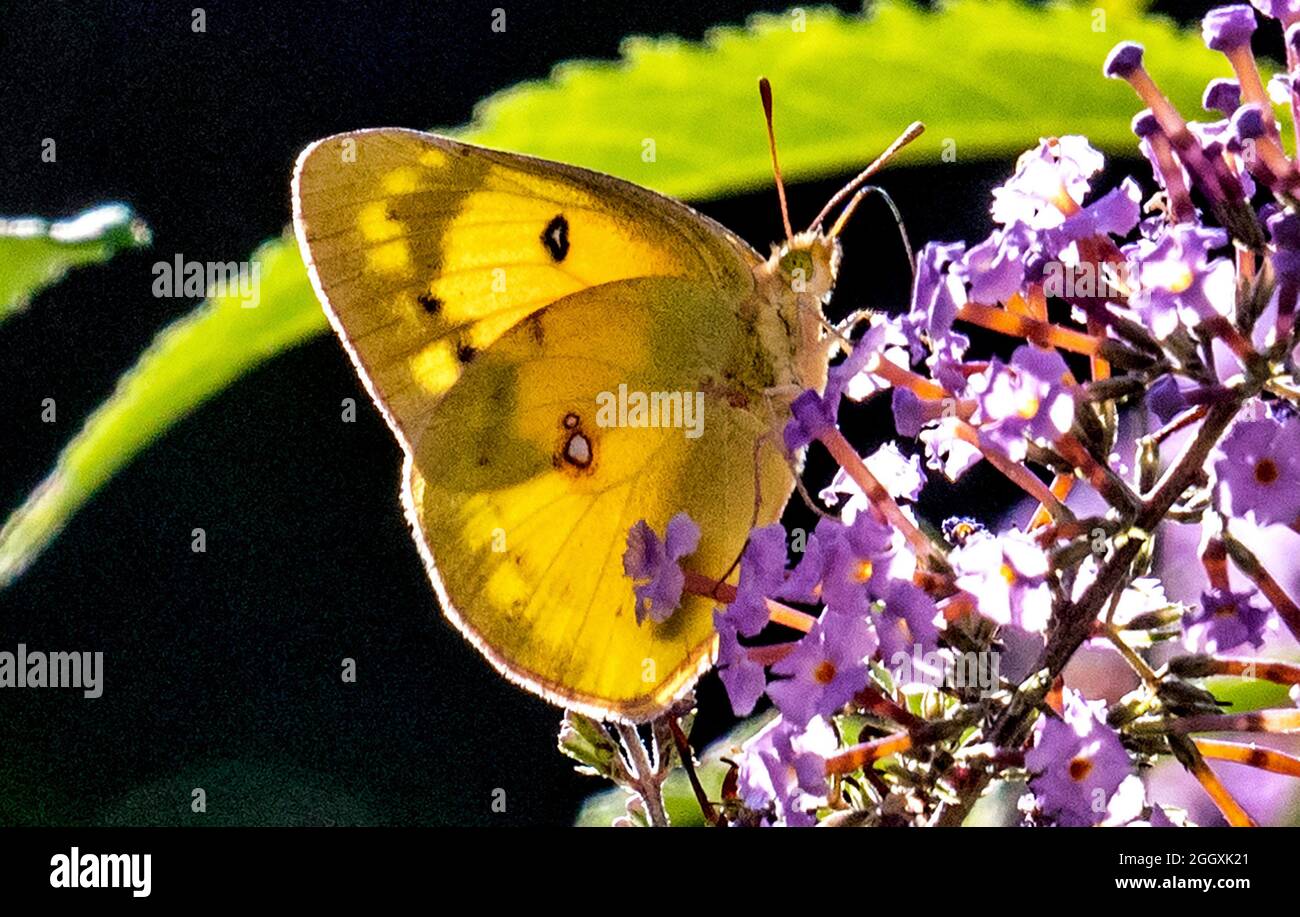 Skipper le papillon pollinise une fleur Banque D'Images