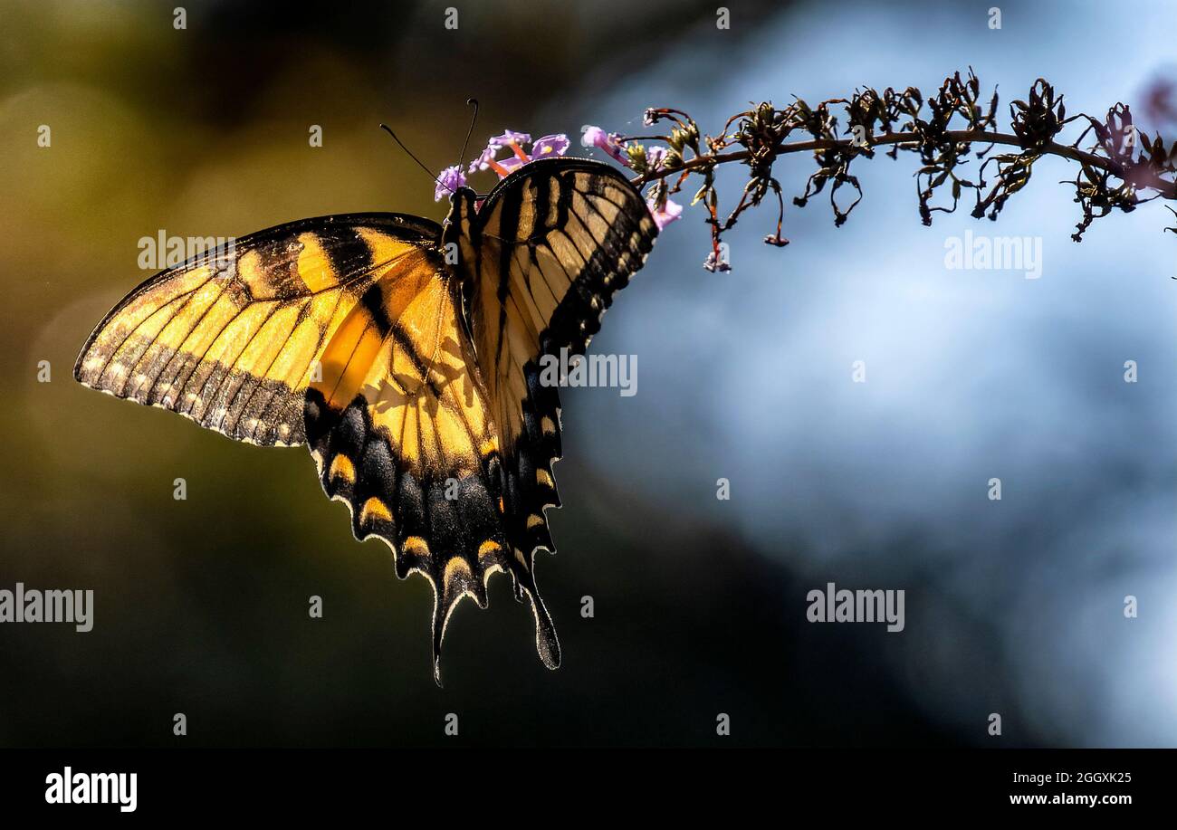 Monarque papillon pollinise une fleur Banque D'Images