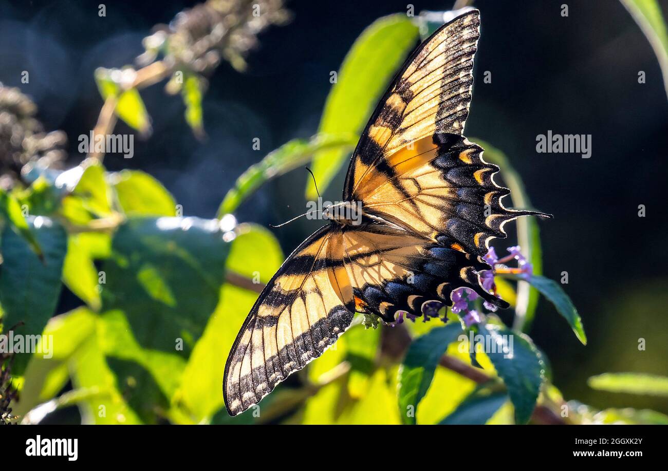 Monarque papillon pollinise une fleur Banque D'Images