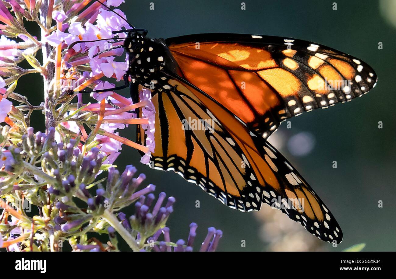 Monarque papillon pollinise une fleur Banque D'Images