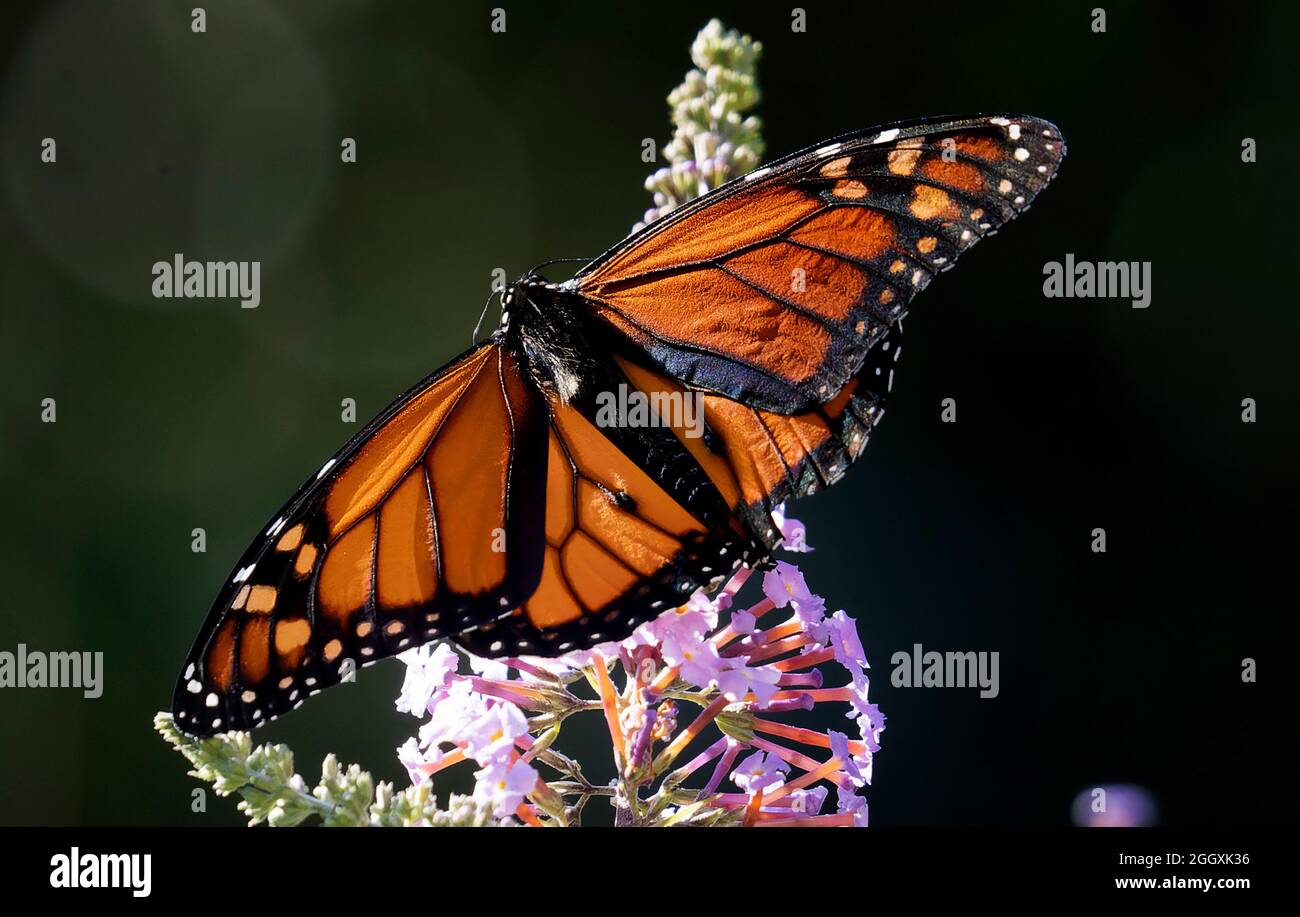 Monarque papillon pollinise une fleur Banque D'Images