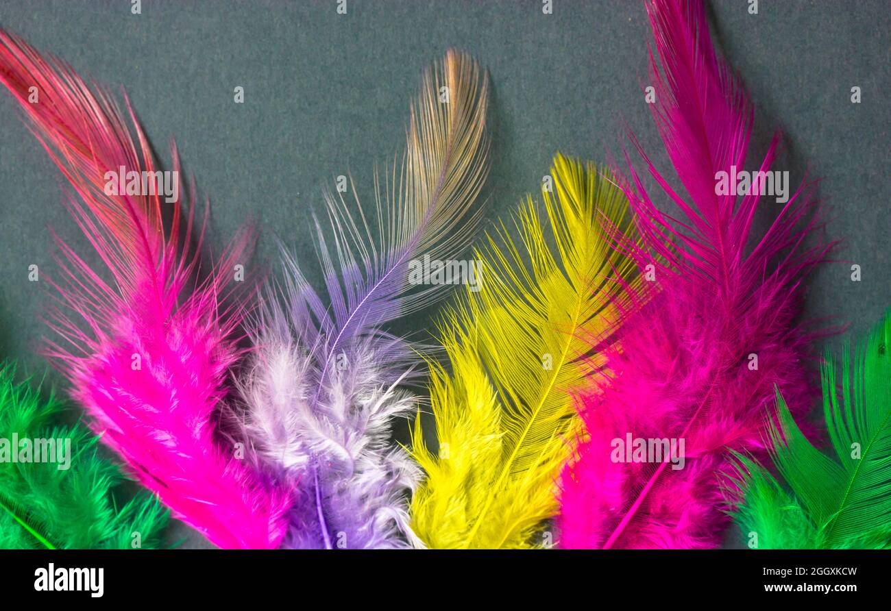 Plumes moelleuses d'oiseau jaune, rose, violet, vert sur fond gris. Macro Plumes photographie. Papier peint naturel et éclatant. Vue sur le dessus des quills multicolores Banque D'Images