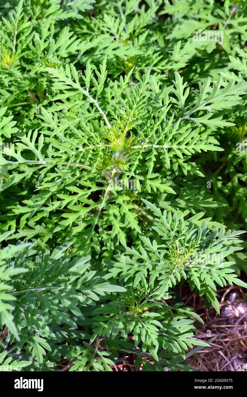 Herbe à poux, herbe à poux annuelle, mauvaise herbe à poux, Beifußblättrige Traubenkraut, parlagfű, Ambrosia artemisiifolia, Hongrie, Magyarország, Europe Banque D'Images