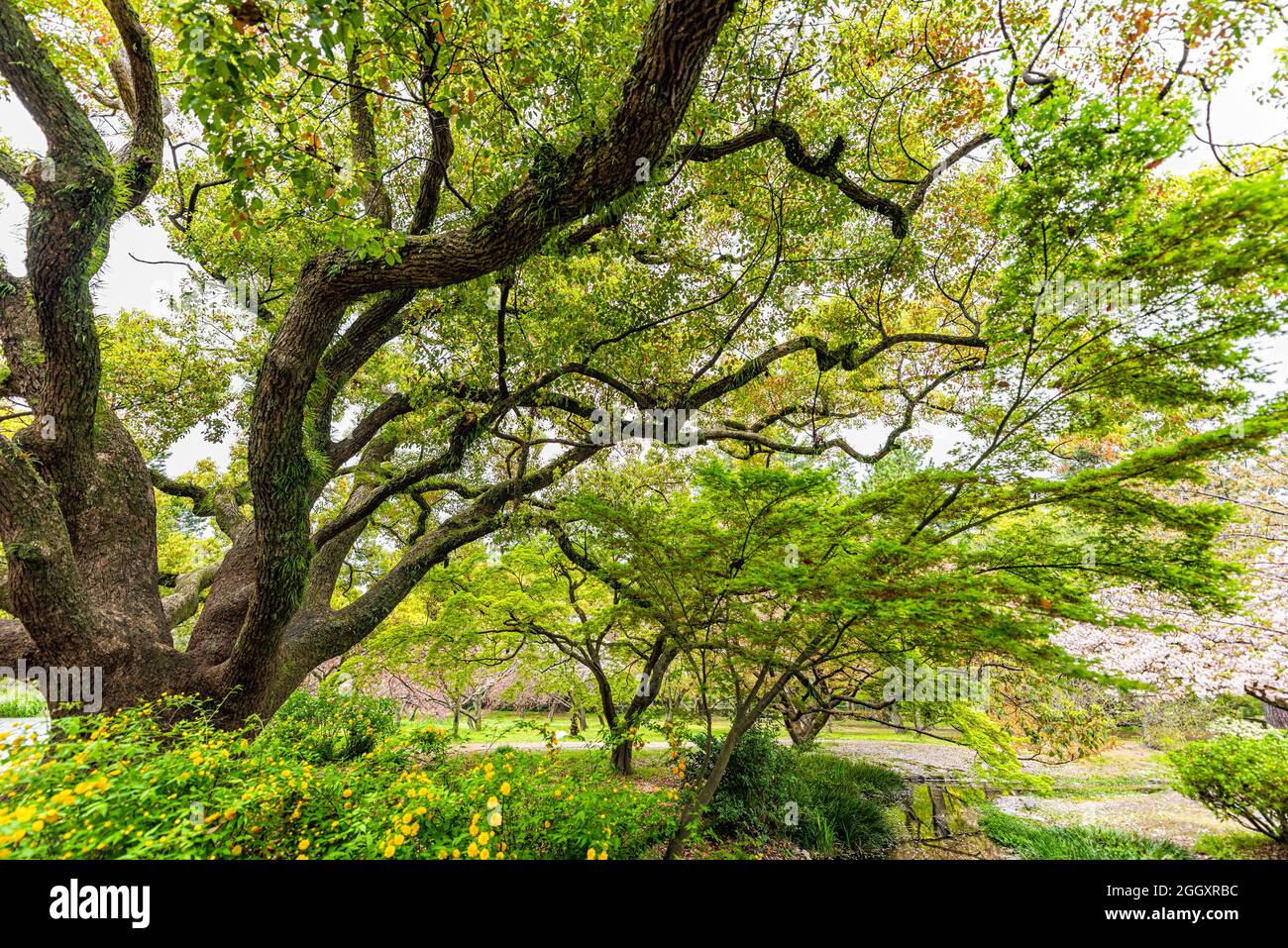 Kyoto Gyoen Japon près du Palais impérial à Kyotogyen avec vue panoramique sur les arbres verts luxuriants et les pétales de sakura en fleur de cerisier Banque D'Images