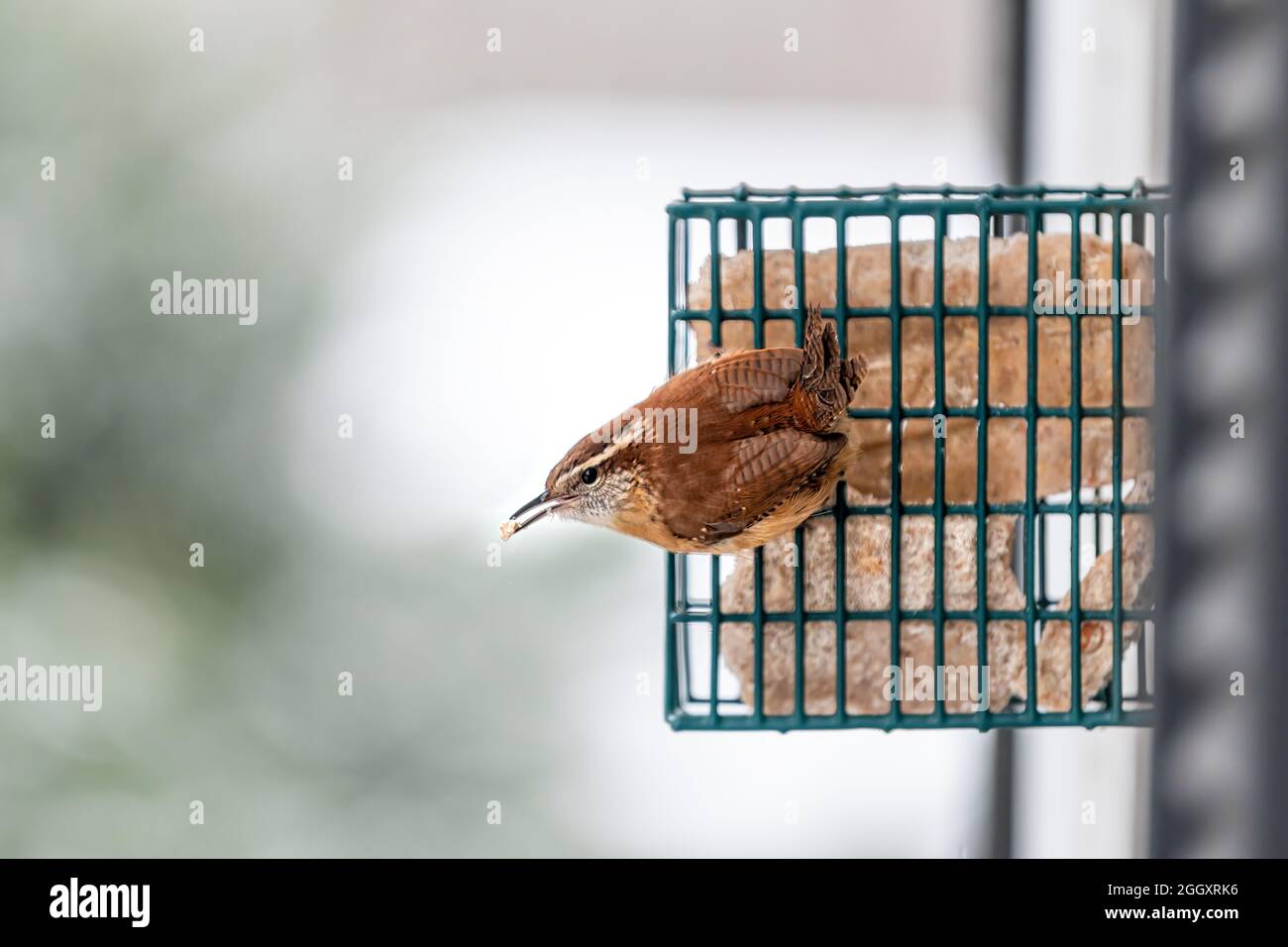Un oiseau de Caroline brun closeup plumes perching sur la cage pendante de gâteau de suet par fenêtre en Virginie drôle saisir la nourriture dans beak manger Banque D'Images
