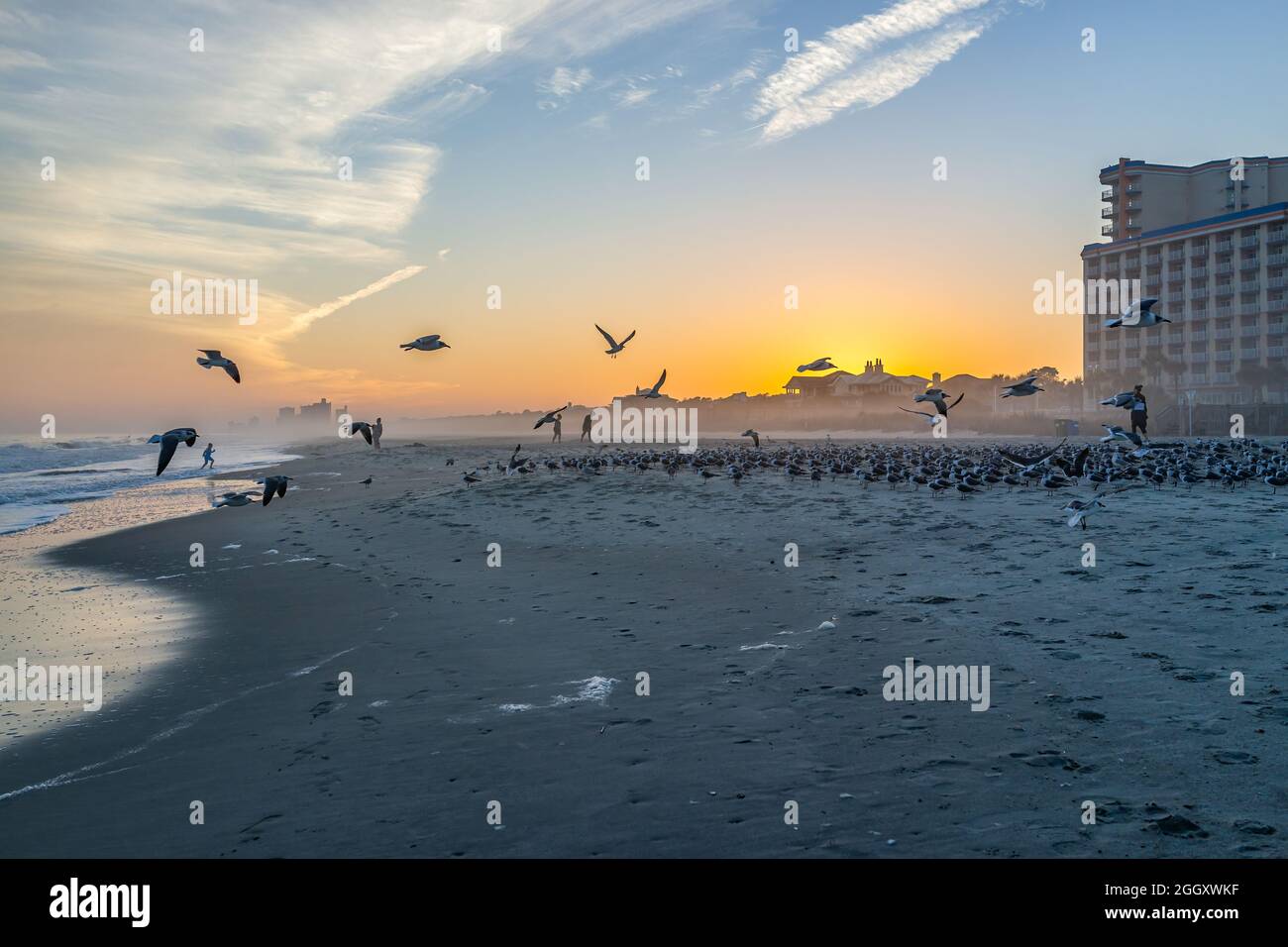 Coucher de soleil coloré à Myrtle Beach ville par l'océan Atlantique avec des gens nourrissant de nombreuses troupeaux de mouettes en vol près de la côte de rivage par les appartements d'appartement Banque D'Images