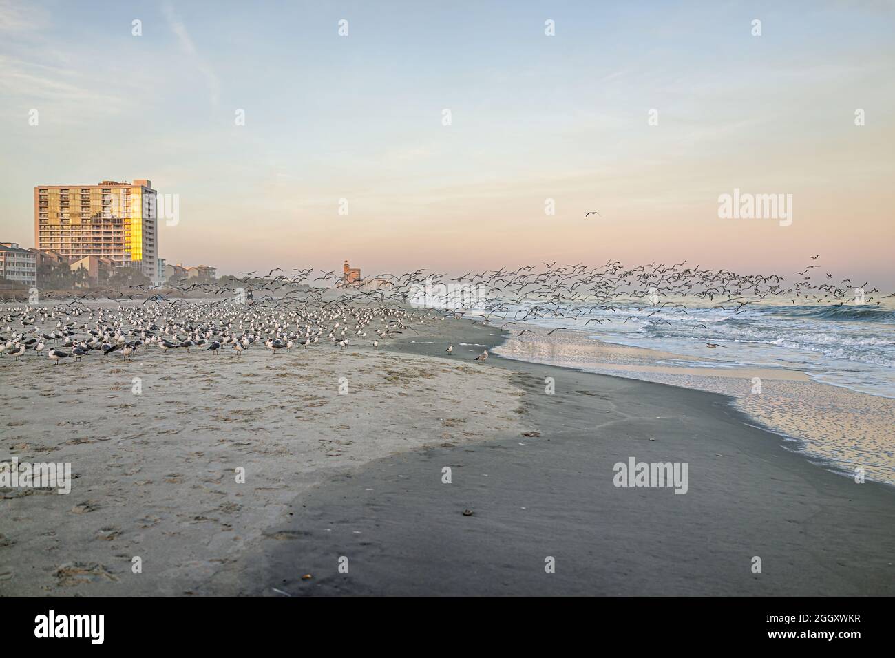 Coucher de soleil coloré aux couleurs pastel à Myrtle Beach, près de l'océan Atlantique, avec de nombreuses vagues de mouettes en vol, volant au-dessus de l'eau de mer près de l'appartement Banque D'Images