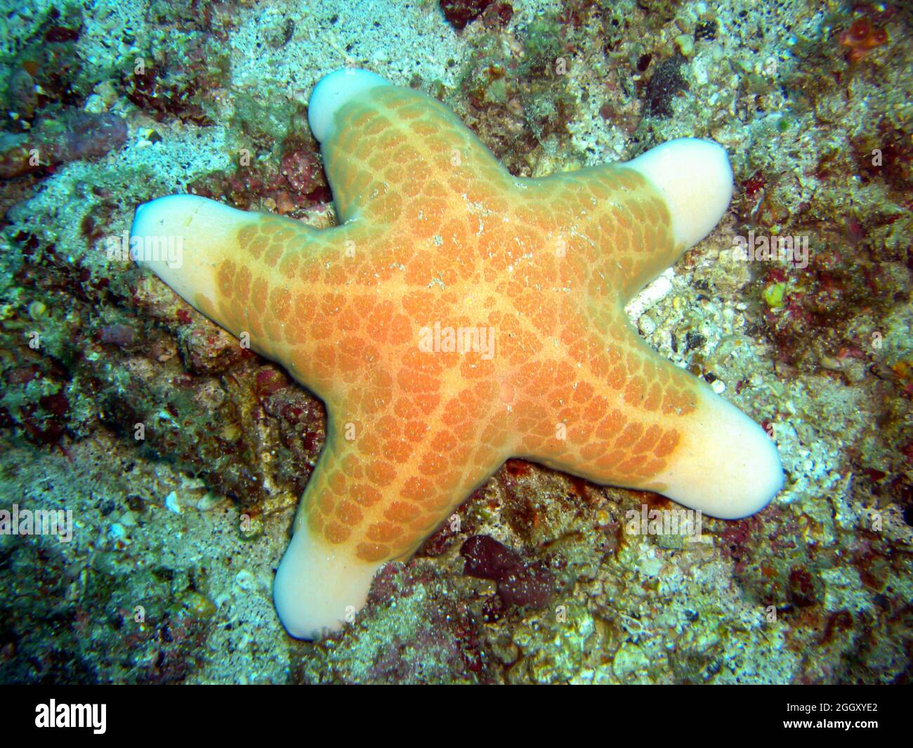 L'étoile de mer granulaire (Choriaster granulatus) au sol dans la mer philippine 4.2.2012 Banque D'Images