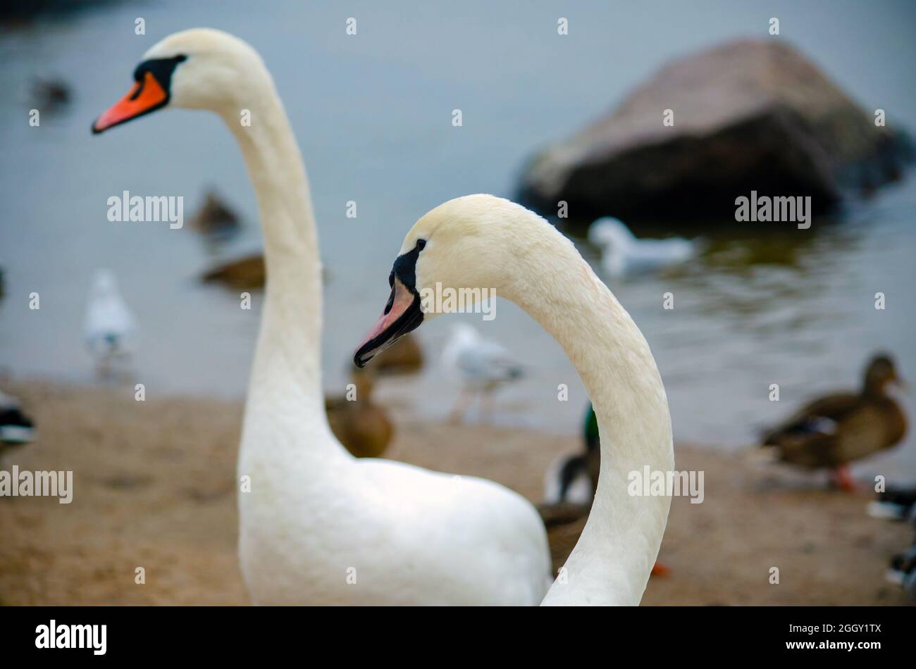 deux cygnes en gros plan, au début de l'hiver, cygnes au bord de l'eau. Banque D'Images