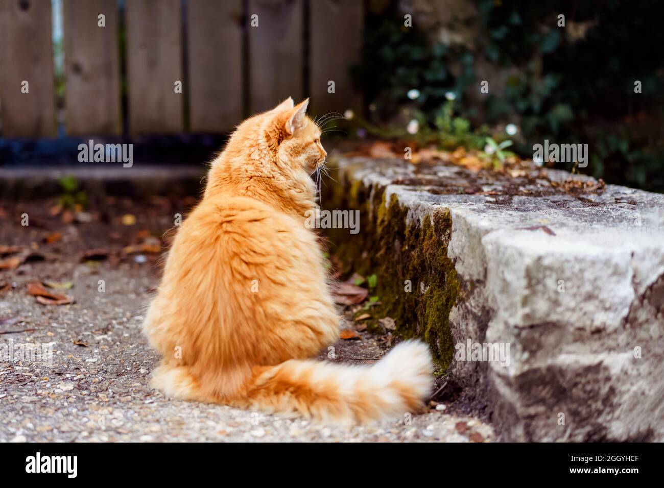 Vue arrière bien nourri Ginger Cat est assis à l'extérieur sur un patio en pierre près de la clôture en bois avec des feuilles mortes autour. Automne, ambiance d'automne. Animaux domestiques marchant Banque D'Images