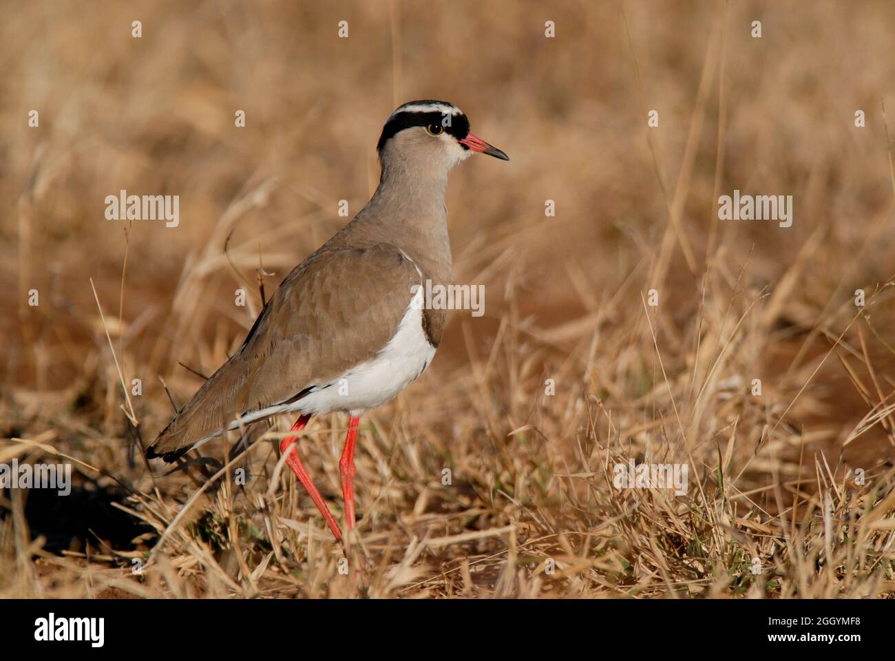 Pron couronné dans la savane africaine, parc national Kruger, Afrique du Sud. Banque D'Images