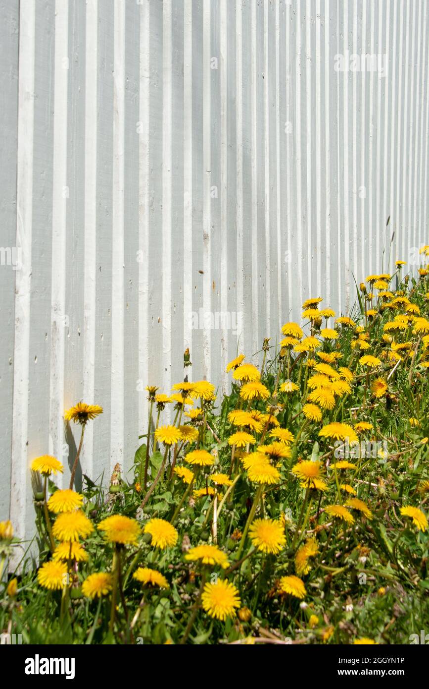 Une clôture résidentielle de piquetage en bois blanc sans bois enfermer un jardin avec des fleurs jaunes vives à la base de la clôture. Banque D'Images