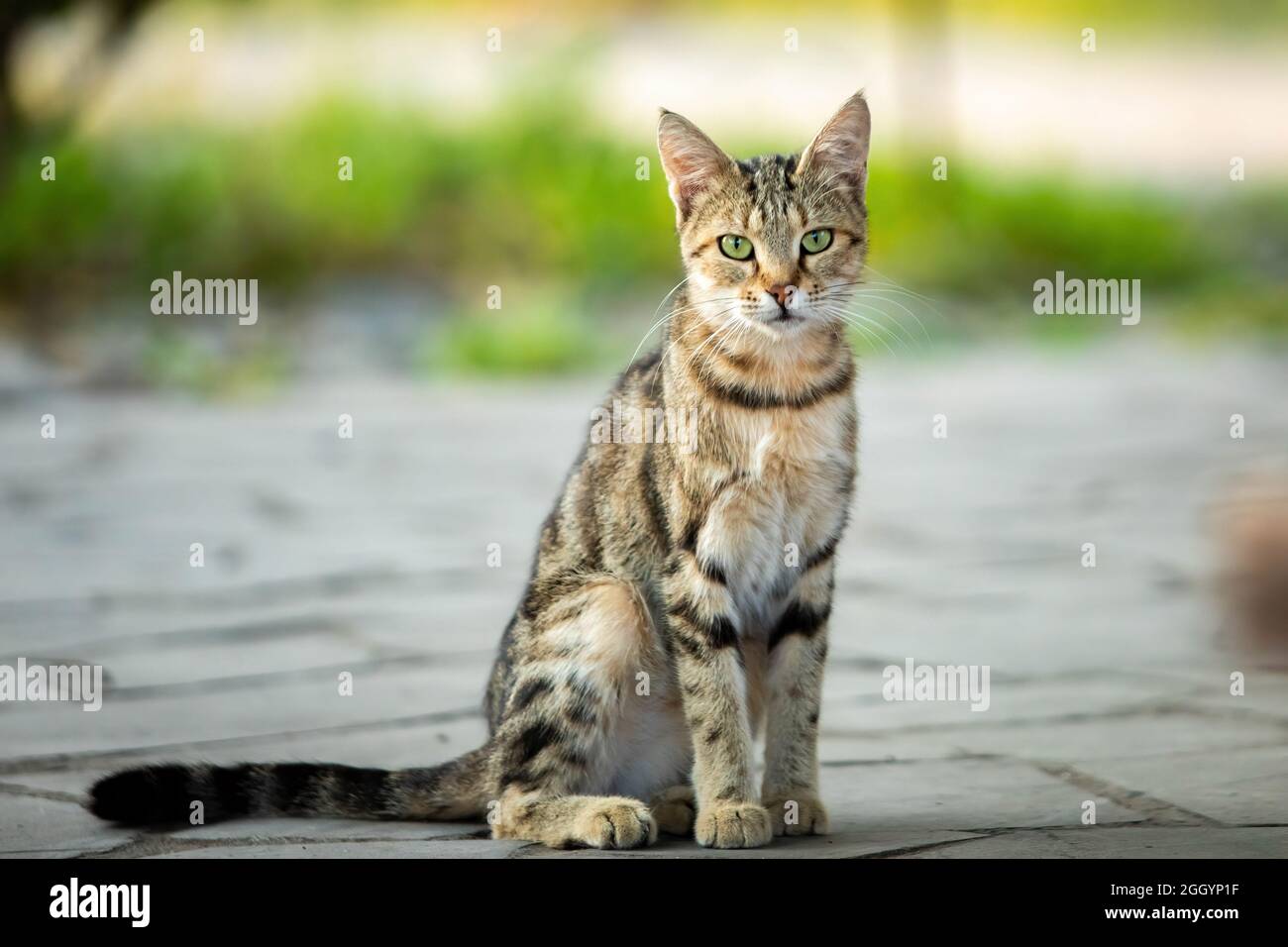 Mignon chat de rue dans la rue de la Géorgie au lever du soleil avec lumière chaude Banque D'Images