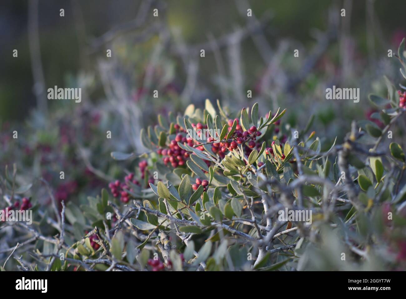 Forêt et prairie d'Oran, Algérie Banque D'Images