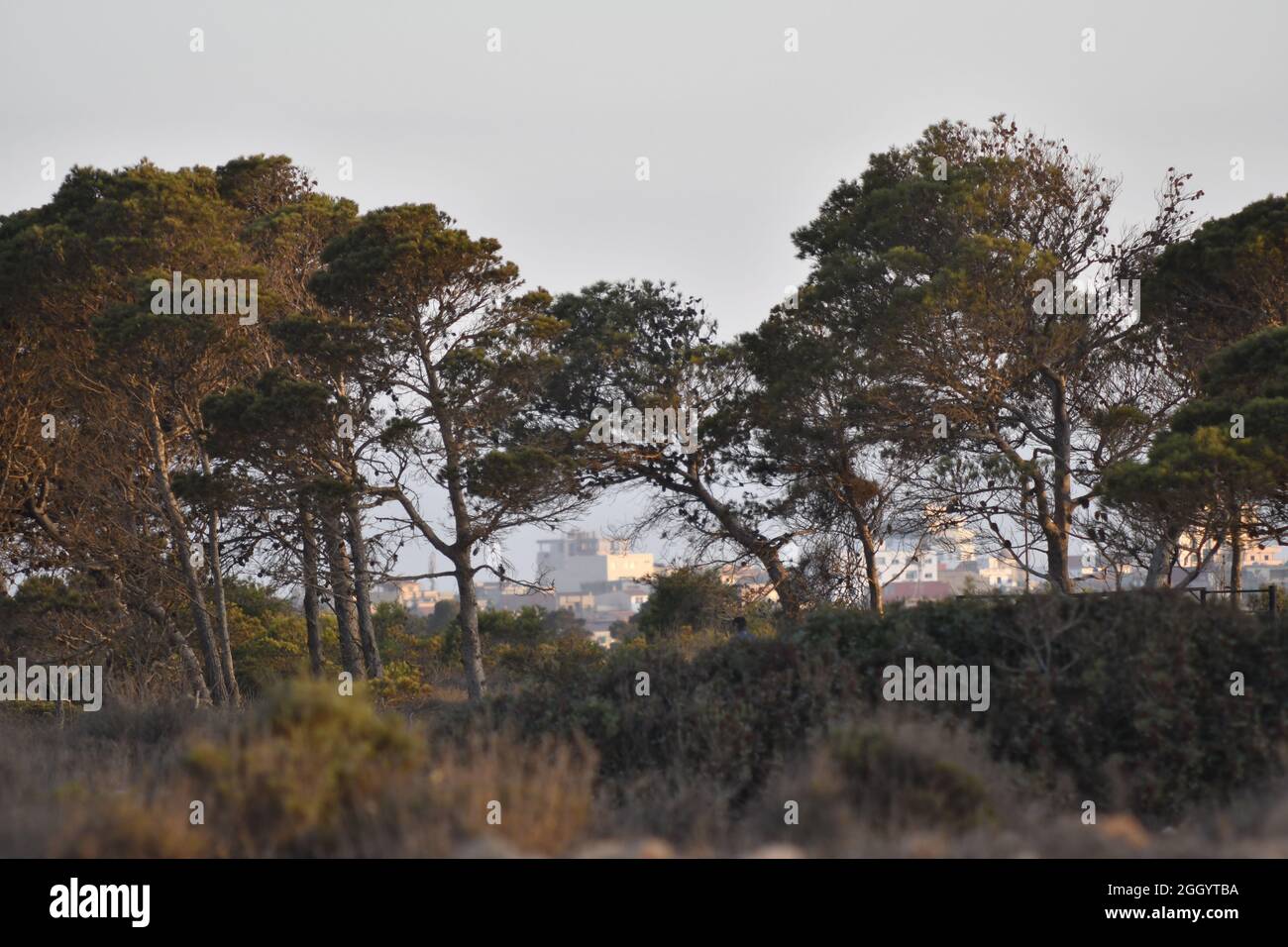 Forêt et prairie d'Oran, Algérie Banque D'Images