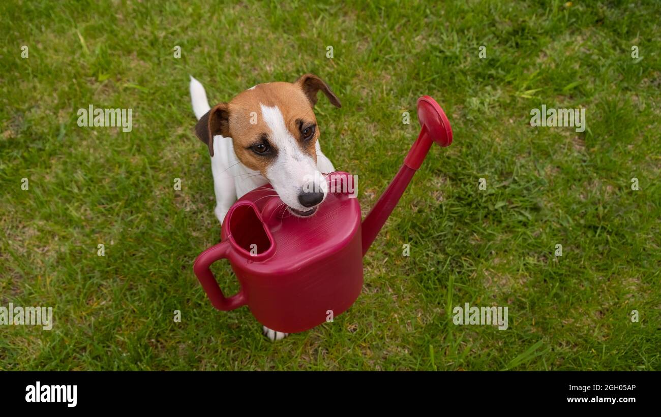 Le chien Jack Russell Terrier est debout sur la pelouse et tient un arrosoir Banque D'Images