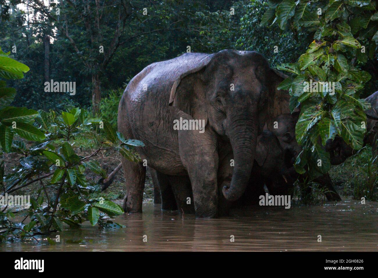 Eléphant pygmée femelle de Bornéo (Elephas maxima borneensis) sur la rive du fleuve Kinabatangan, Sabah, Bornéo Banque D'Images