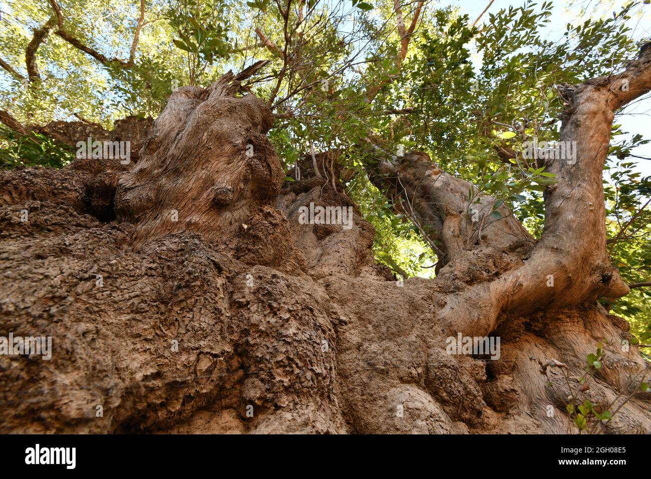 Un tronc d'arbre colossal s'élève dans la canopée, le long de la rivière McKinlay, dans le territoire du Nord de l'Australie. Banque D'Images
