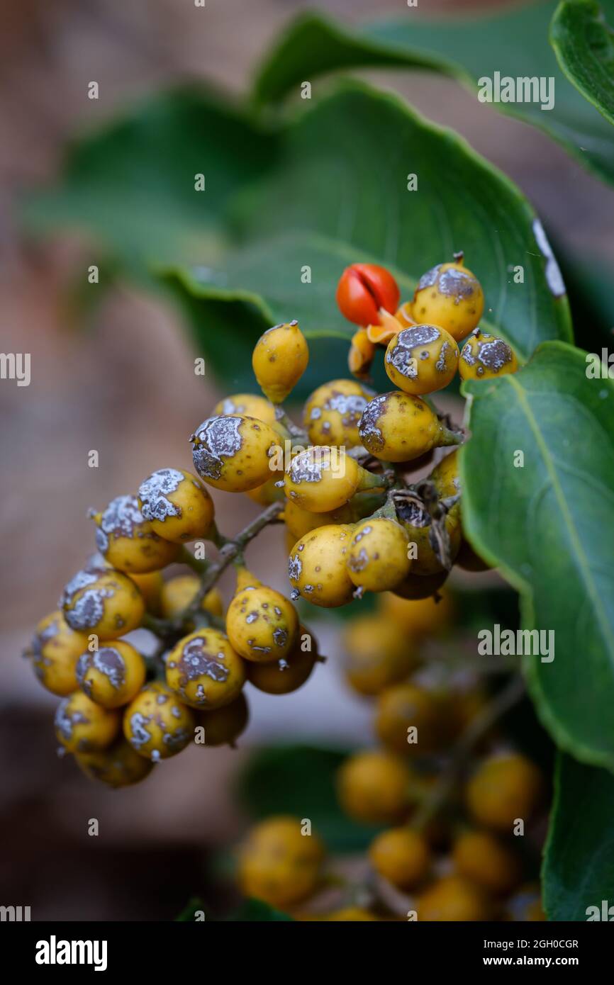 Fruits mûrs accrochés à une plante Banque D'Images