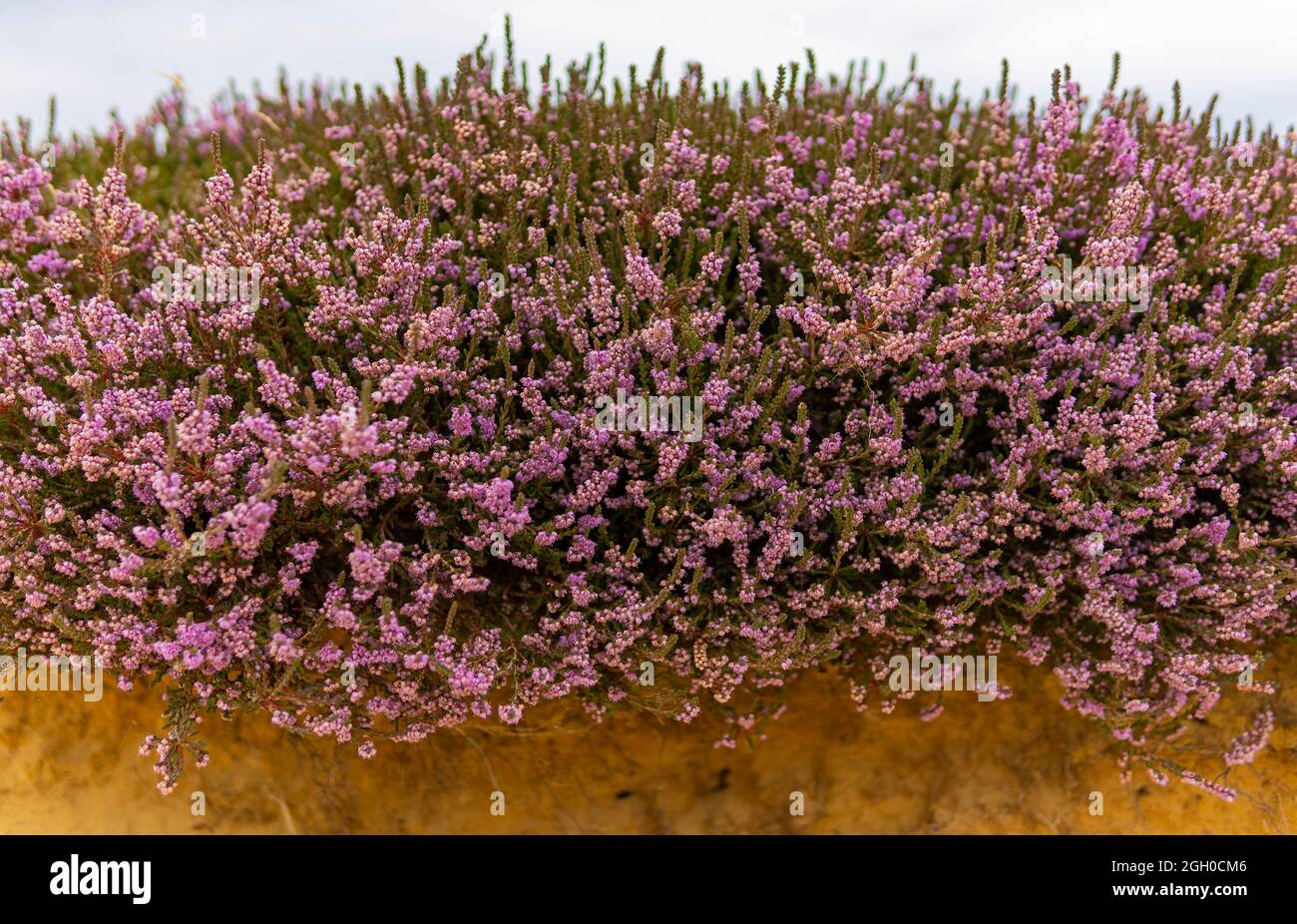 Heather - faible profondeur de champ Banque D'Images