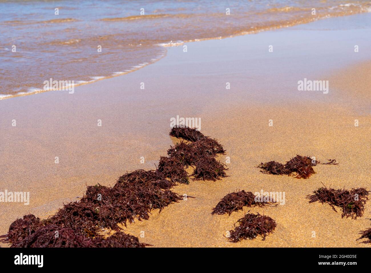 Seeweed à la plage venant de l'océan, à marée basse. Concept d'écologie et de protection de l'environnement Banque D'Images