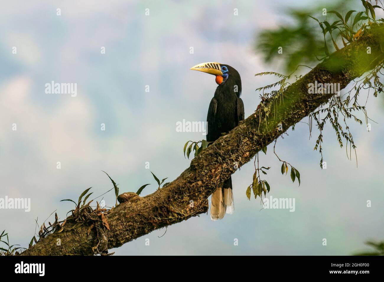 Femelle rufous necked hornbill Banque D'Images