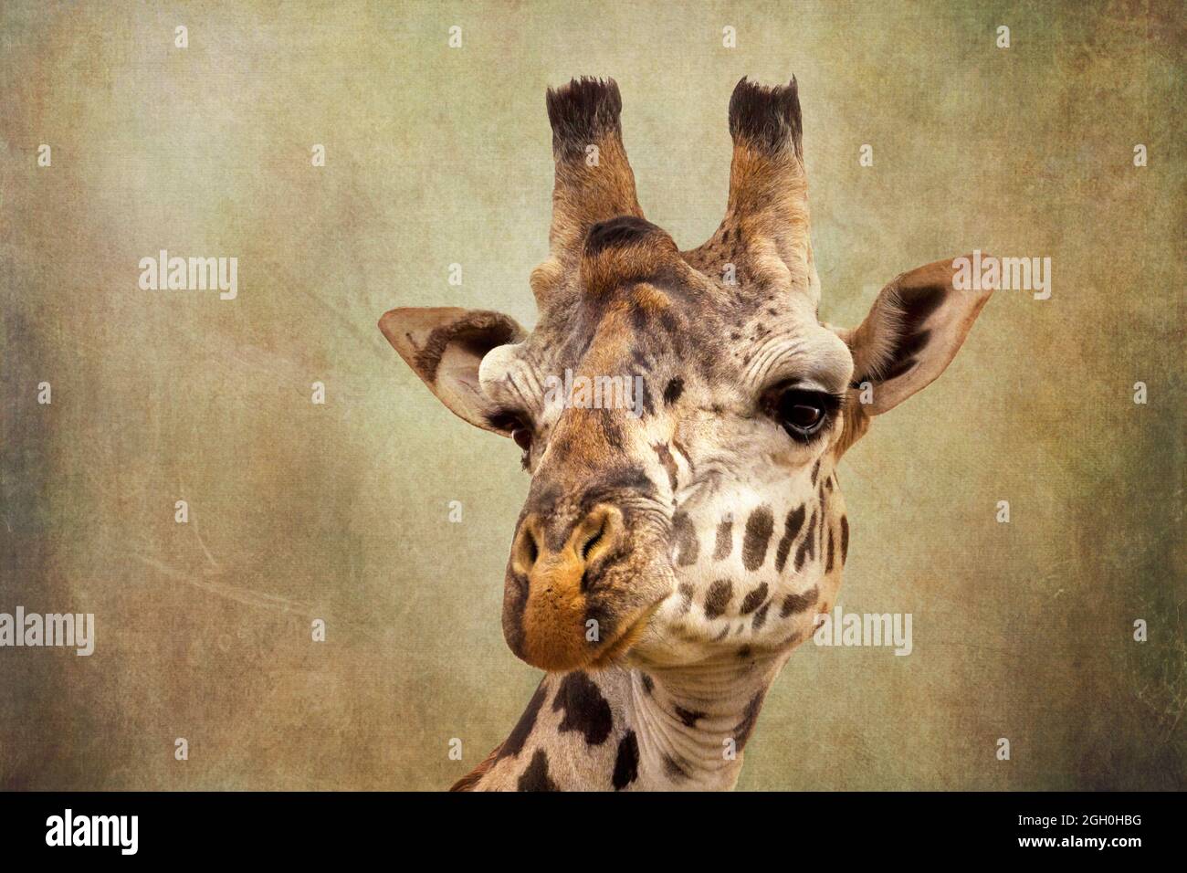 Gros plan sur la tête d'une girafe. L'image a été texturée pour reproduire une ancienne impression ou peinture. Espace pour votre texte. Banque D'Images